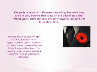 Poppy is a symbol of Remembrance Day because they are the only flowers that grew