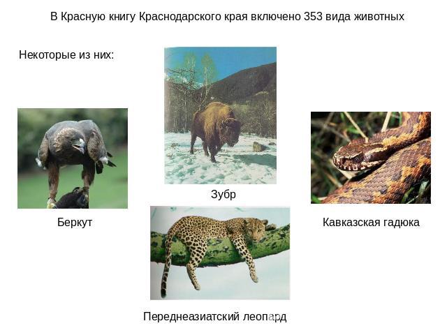 В Красную книгу Краснодарского края включено 353 вида животных