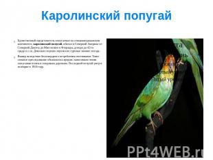Каролинский попугай Единственный представитель попугаевых на североамериканском
