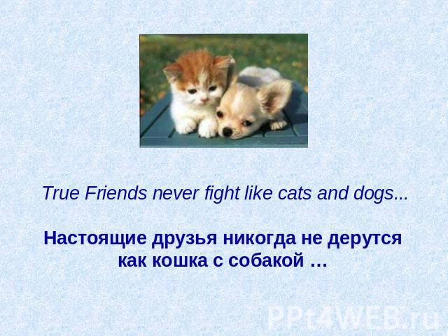 True Friends never fight like cats and dogs...   Настоящие друзья никогда не дерутся как кошка с собакой …
