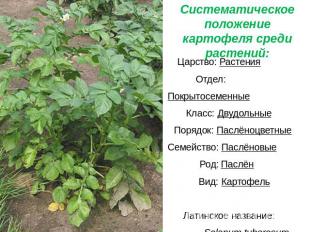 Систематическое положение картофеля среди растений: Царство: Растения Отдел: Пок