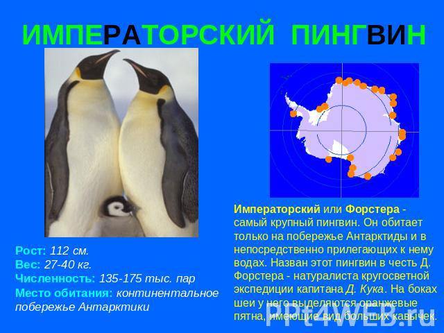ИМПЕРАТОРСКИЙ ПИНГВИН Рост: 112 см. Вес: 27-40 кг. Численность: 135-175 тыс. пар Место обитания: континентальное побережье Антарктики Императорский или Форстера - самый крупный пингвин. Он обитает только на побережье Антарктиды и в непосредственно п…