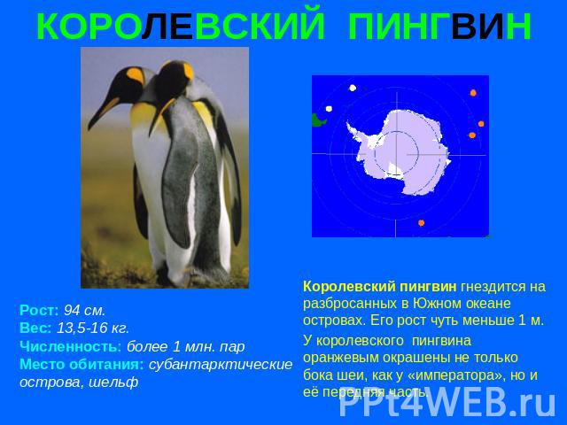 КОРОЛЕВСКИЙ ПИНГВИН Рост: 94 см. Вес: 13,5-16 кг. Численность: более 1 млн. пар Место обитания: субантарктические острова, шельф Королевский пингвин гнездится на разбросанных в Южном океане островах. Его рост чуть меньше 1 м. У королевского пингвина…