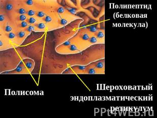 Шероховатый эндоплазматический ретикулум Полипептид (белковая молекула) Полисома