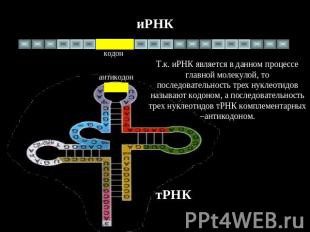 иРНК Т.к. иРНК является в данном процессе главной молекулой, то последовательнос