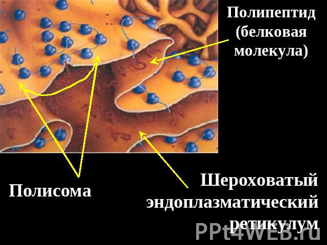 Шероховатый эндоплазматический ретикулум Полипептид (белковая молекула) Полисома