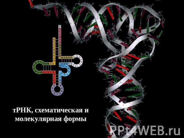 тРНК, схематическая и молекулярная формы