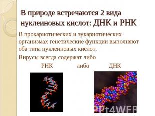 В природе встречаются 2 вида нуклеиновых кислот: ДНК и РНК В прокариотических и