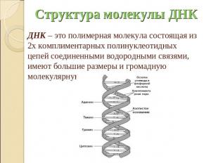 Структура молекулы ДНК ДНК – это полимерная молекула состоящая из 2х комплимента