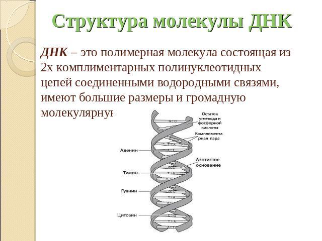 Структура молекулы ДНК ДНК – это полимерная молекула состоящая из 2х комплиментарных полинуклеотидных цепей соединенными водородными связями, имеют большие размеры и громадную молекулярную массу.