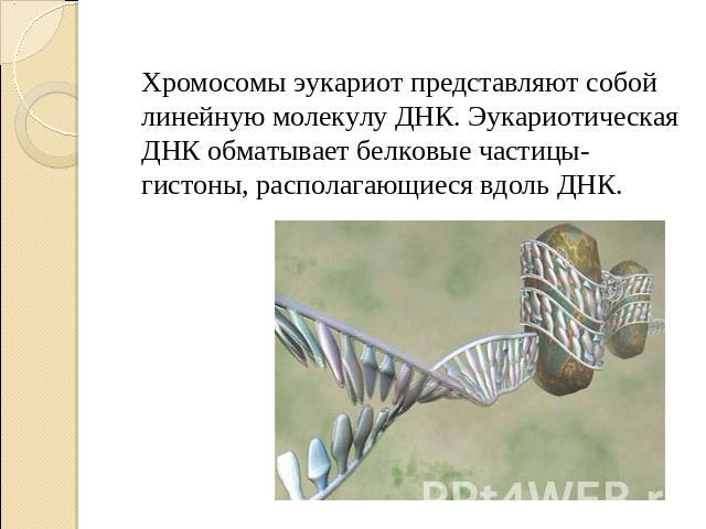 Хромосомы эукариот представляют собой линейную молекулу ДНК. Эукариотическая ДНК обматывает белковые частицы- гистоны, располагающиеся вдоль ДНК.