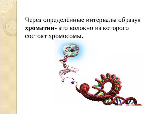 Через определённые интервалы образуя хроматин- это волокно из которого состоят хромосомы.