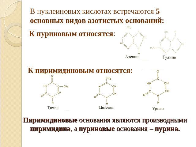 В нуклеиновых кислотах встречаются 5 основных видов азотистых оснований: К пуриновым относятся: К пиримидиновым относятся: Пиримидиновые основания являются производными пиримидина, а пуриновые основания – пурина.
