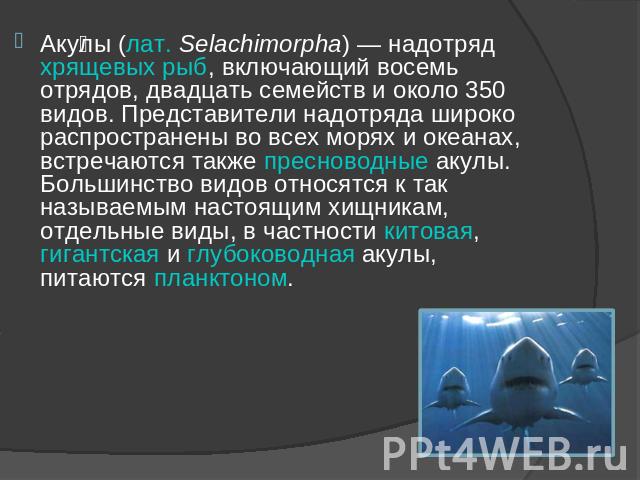 Акулы (лат. Selachimorpha) — надотряд хрящевых рыб, включающий восемь отрядов, двадцать семейств и около 350 видов. Представители надотряда широко распространены во всех морях и океанах, встречаются также пресноводные акулы. Большинство видов относя…