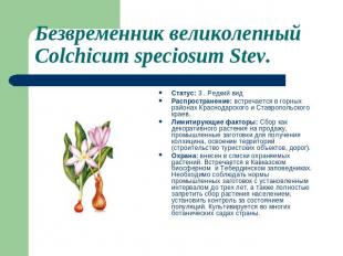 Безвременник великолепный Colchicum speciosum Stev. Статус: 3 . Редкий вид Распр