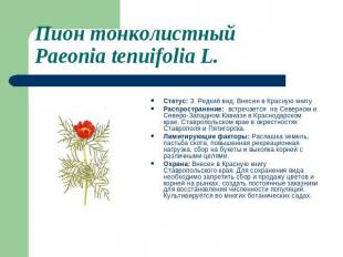 Пион тонколистный Paeonia tenuifolia L. Статус: 3. Редкий вид. Внесен в Красную