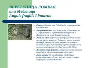ВЕРЕТЕНИЦА ЛОМКАЯ или МедяницаAnguis fragilis Linnaeus Статус. II категория. Ред