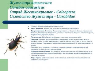 Жужелица кавказскаяСarabus caucasicus Отряд Жесткокрылые - ColeopteraСемейство Ж