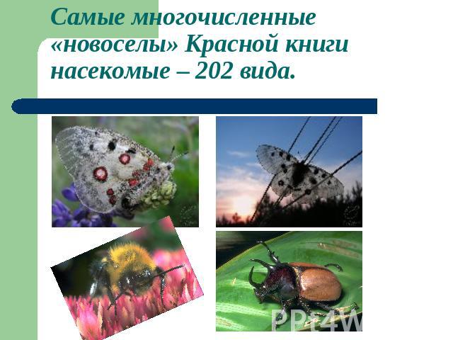 Самые многочисленные «новоселы» Красной книги насекомые – 202 вида.