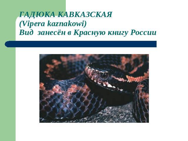 ГАДЮКА КАВКАЗСКАЯ(Vipera kaznakowi) Вид занесён в Красную книгу России