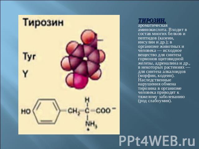ТИРОЗИН, ароматическая аминокислота. Входит в состав многих белков и пептидов (казеин, инсулин и др.); в организме животных и человека — исходное вещество для синтеза гормонов щитовидной железы, адреналина и др., в некоторых растениях — для синтеза …