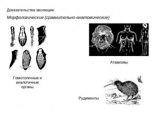 Доказательства эволюции: Морфологические (сравнительно-анатомические)