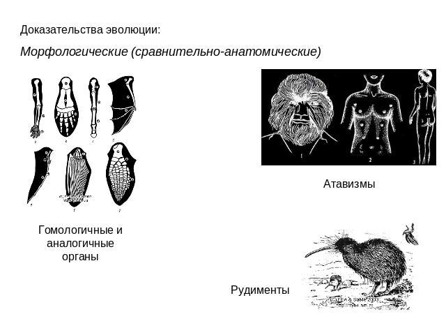 Доказательства эволюции: Морфологические (сравнительно-анатомические)