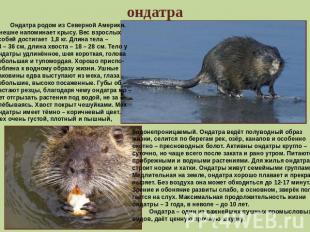 ондатра Ондатра родом из Северной Америки. Внешне напоминает крысу. Вес взрослых