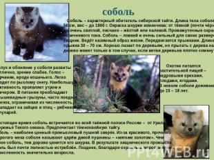 соболь Соболь – характерный обитатель сибирской тайги. Длина тела соболя – до 56