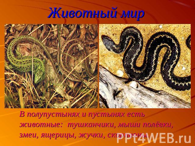 Животный мир В полупустынях и пустынях есть животные: тушканчики, мыши полёвки, змеи, ящерицы, жучки, скорпионы.