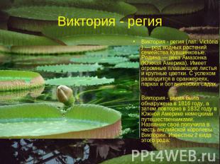 Виктория - регия Виктория - регия (лат. Victória) — род водных растений семейств