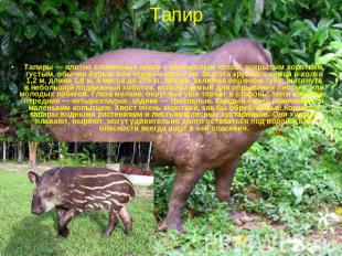 Тапир Тапиры — плотно сложенные звери с коренастым телом, покрытым коротким, гус