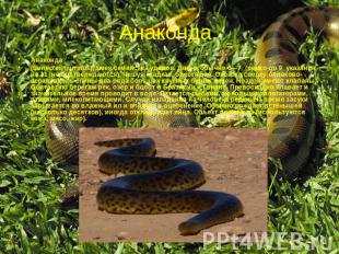 Анаконда (Eunectes murinus), змея семейства удавов. Длина обычно 6—7 (редко до 9