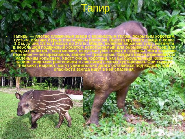 Тапир Тапиры — плотно сложенные звери с коренастым телом, покрытым коротким, густым, обычно бурым или черным волосом. Высота крупного самца в холке 1,2 м, длина 1,8 м, а масса до 275 кг. Морда, включая верхнюю губу, вытянута в небольшой подвижный хо…