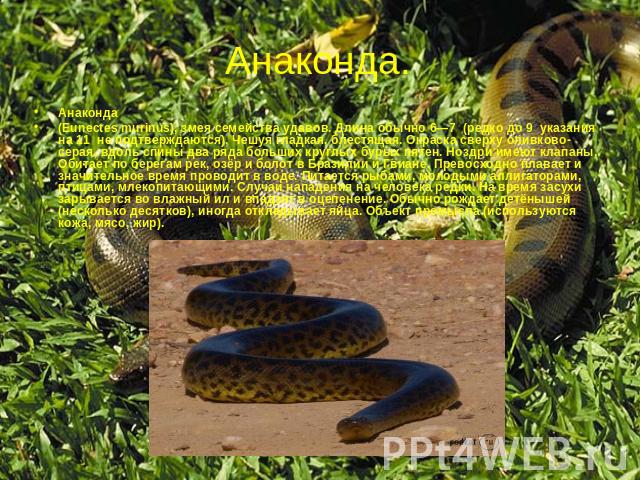 Анаконда (Eunectes murinus), змея семейства удавов. Длина обычно 6—7 (редко до 9 указания на 11 не подтверждаются). Чешуя гладкая, блестящая. Окраска сверху оливково-серая, вдоль спины два ряда больших круглых бурых пятен. Ноздри имеют клапаны. Обит…