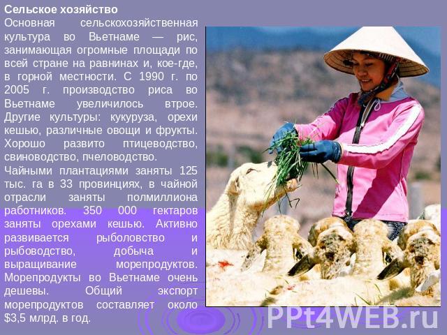 Сельское хозяйство Основная сельскохозяйственная культура во Вьетнаме — рис, занимающая огромные площади по всей стране на равнинах и, кое-где, в горной местности. С 1990 г. по 2005 г. производство риса во Вьетнаме увеличилось втрое. Другие культуры…