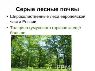 Серые лесные почвы Широколиственные леса европейской части России Толщина гумусо