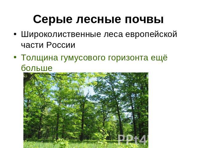 Серые лесные почвы Широколиственные леса европейской части России Толщина гумусового горизонта ещё больше