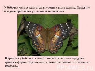 У бабочки четыре крыла: два передних и два задних. Передние и задние крылья могу