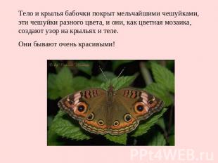 Тело и крылья бабочки покрыт мельчайшими чешуйками, эти чешуйки разного цвета, и