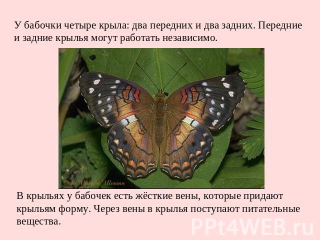 Развитие бабочки схема 3 класс окружающий мир