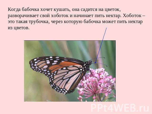 Когда бабочка хочет кушать, она садится на цветок, разворачивает свой хоботок и начинает пить нектар. Хоботок – это такая трубочка, через которую бабочка может пить нектар из цветов.