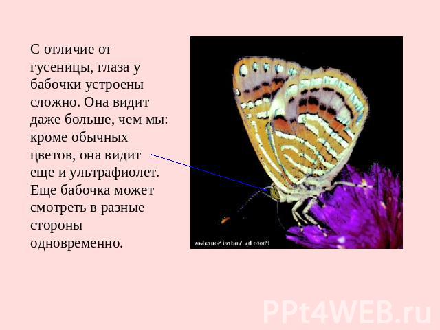 С отличие от гусеницы, глаза у бабочки устроены сложно. Она видит даже больше, чем мы: кроме обычных цветов, она видит еще и ультрафиолет. Еще бабочка может смотреть в разные стороны одновременно.