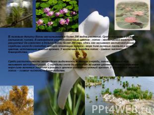 В низовьях дельты Волги насчитывается более 290 видов растений. Среди них есть и