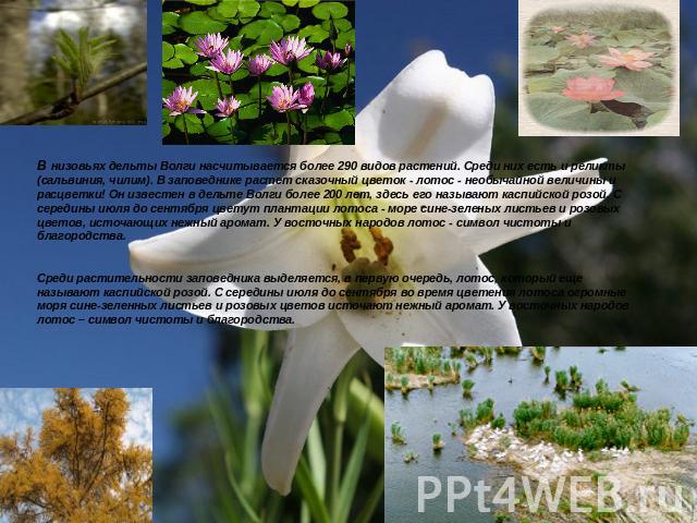 В низовьях дельты Волги насчитывается более 290 видов растений. Среди них есть и реликты (сальвиния, чилим). В заповеднике растет сказочный цветок - лотос - необычайной величины и расцветки! Он известен в дельте Волги более 200 лет, здесь его называ…