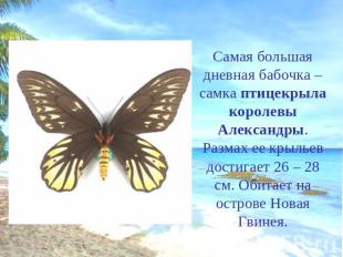 Самая большая дневная бабочка – самка птицекрыла королевы Александры. Размах ее