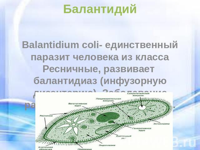 Балантидий Balantidium coli- единственный паразит человека из класса Ресничные, развивает балантидиаз (инфузорную дизентерию). Заболевание распространено повсеместно.