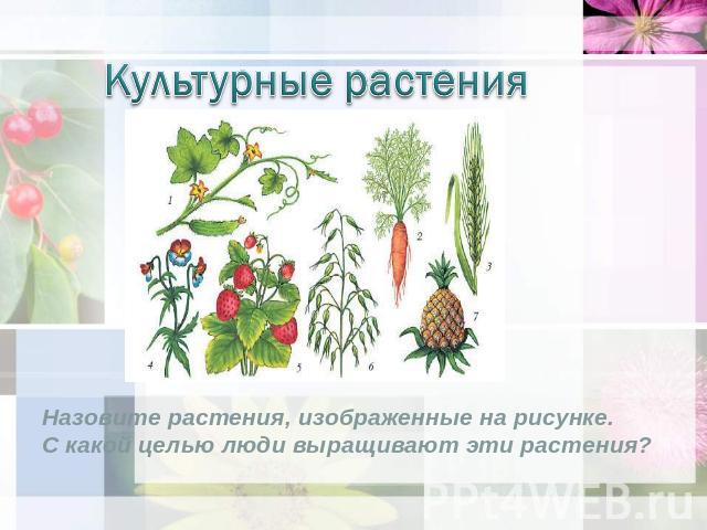 Культурные растения Назовите растения, изображенные на рисунке. С какой целью люди выращивают эти растения?