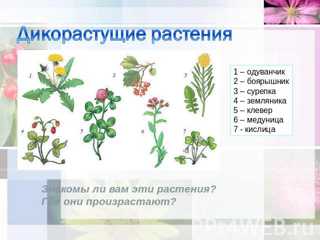 Дикорастущие растения 1 – одуванчик 2 – боярышник 3 – сурепка 4 – земляника 5 – клевер 6 – медуница 7 - кислица Знакомы ли вам эти растения? Где они произрастают?