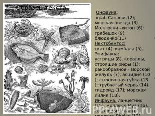 Онфауна: краб Carcinus (2); морская звезда (3). Моллюски –хитон (6); гребешок (9